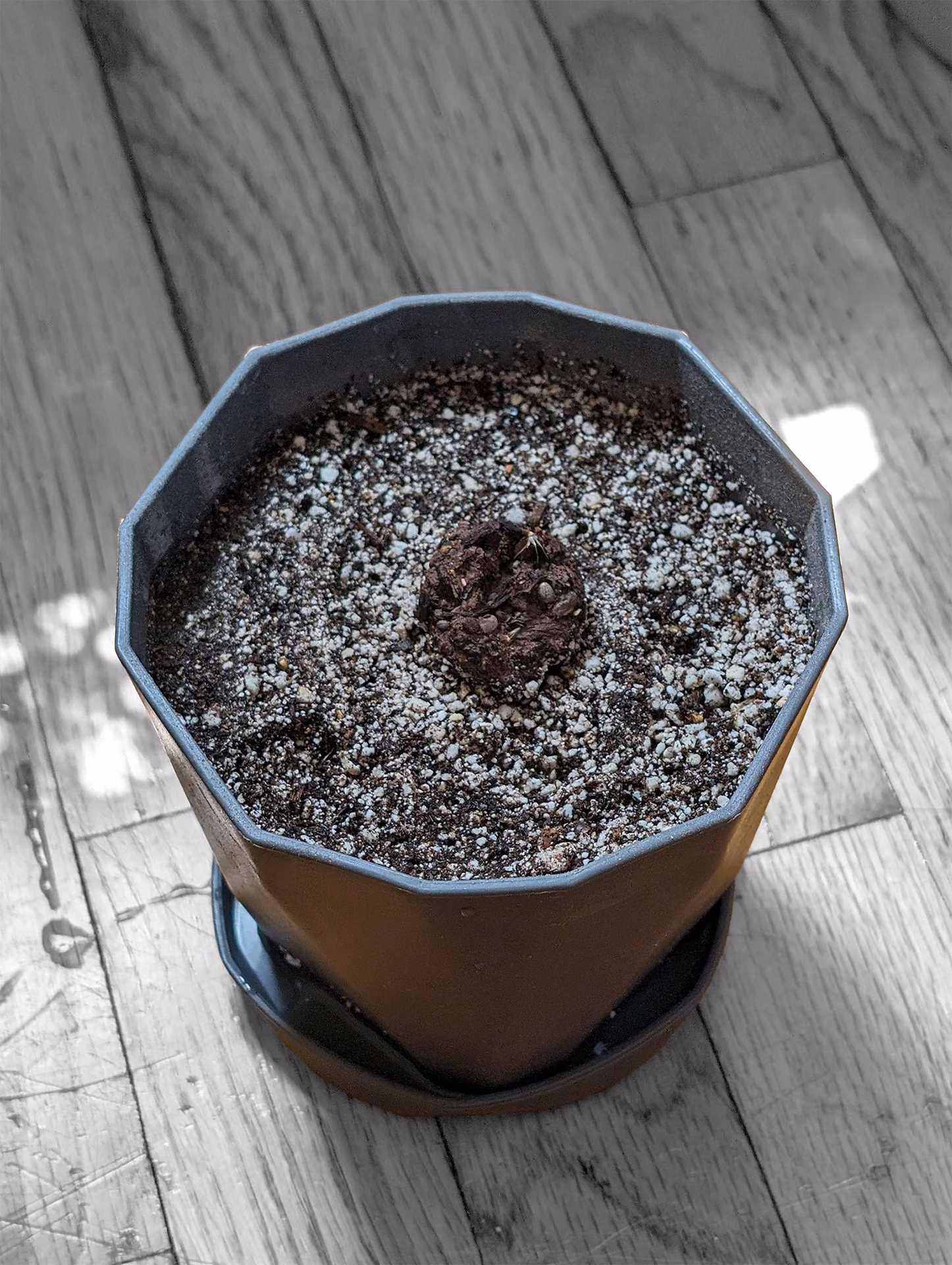 A seed bomb set into a pot of soil